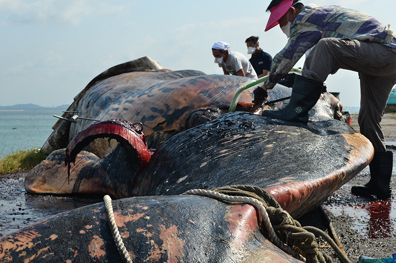 Kong whale shop